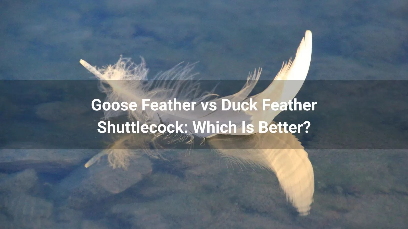 Goose Feather vs Duck Feather Shuttlecock